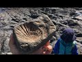 Samuels two fossil hunting trips  new zealand