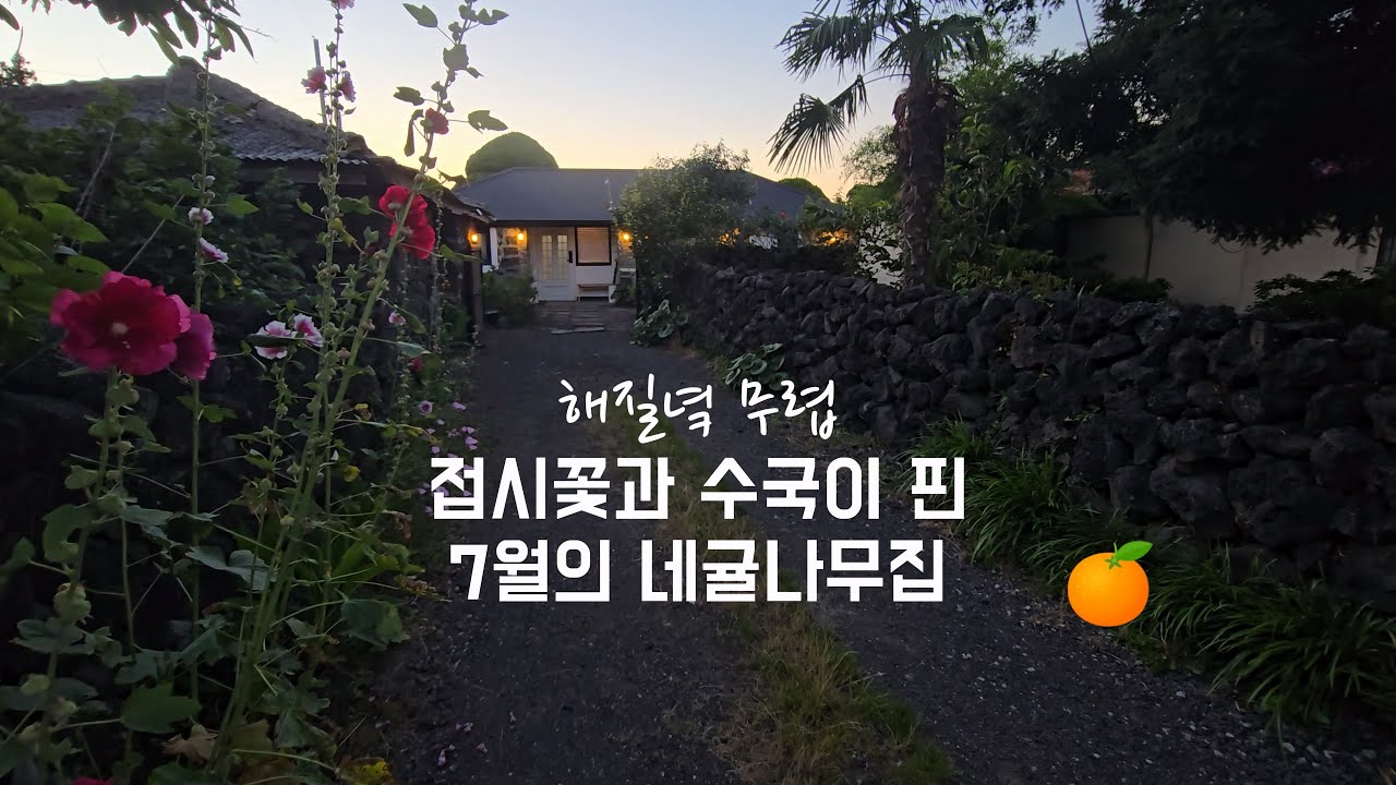 접시꽃과 수국꽃 핀, 함덕근처 제주한달살기 독채 숙소, 네귤나무집의 7월 여름