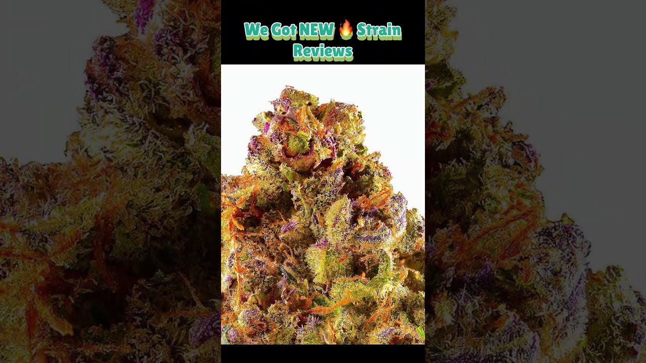This THCA Flower Looks Too Good To Be Real Honest Review