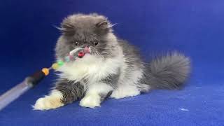 Axel Persian blue White Male kitten of Majestymeow Cattery!