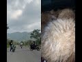 Cute Cat Video Viral Short #FunnyCats#CuteCats#CatVideos#ViralCats#CatShorts