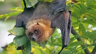 Big Flying Fox (Bat) Attack in Nawab Shah Multan Pakistan |