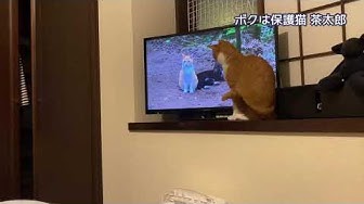 岩合光昭の世界ネコ歩き Youtube