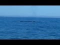 Video Dream Wave Baleia de Bossa 28 Julho