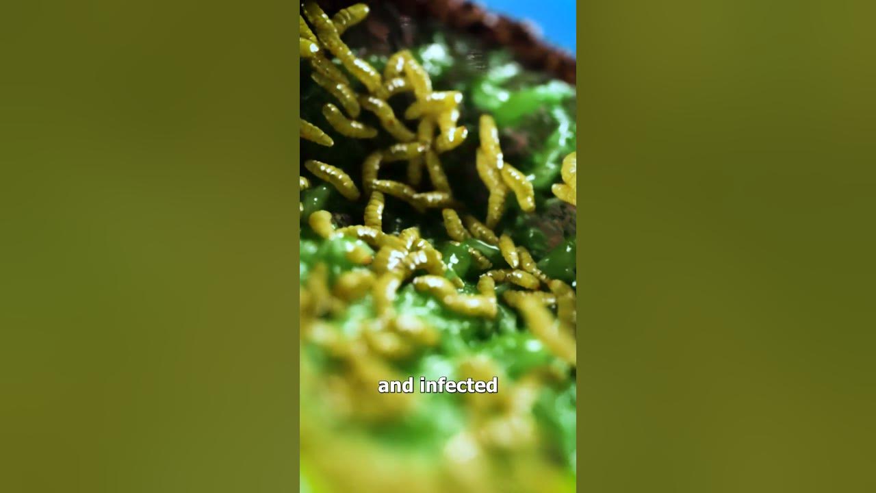 How maggots can heal wounds youtube