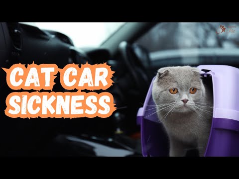 Video: Mačke dobivaju Carsick, također: Savjeti za smirivanje Kitty's Tummy