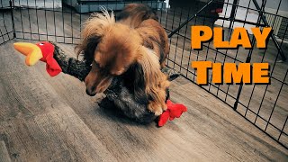 Mini Dachshund Playing Time Cute Dog Video 4K