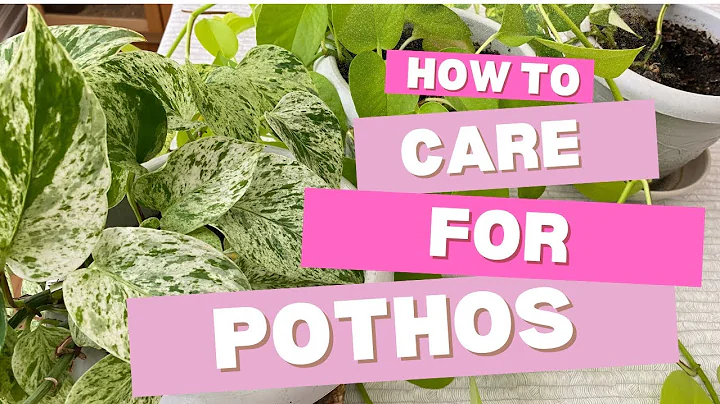 Pothos Care 101 - Easy!!!