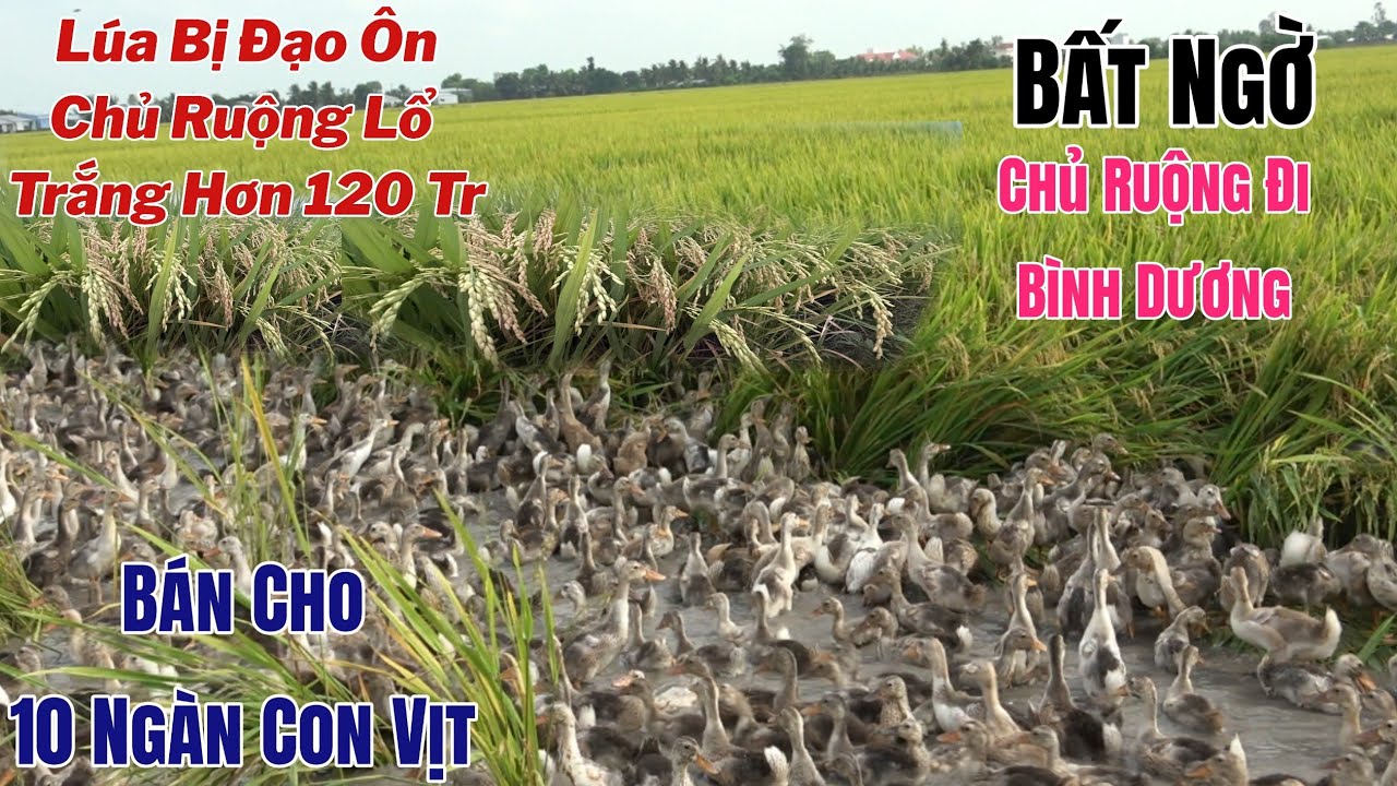 Bất Ngờ 17 Công Lúa Ô.E,4218 Bị Đạo Ôn Mất Trắng Lổ Hơn 100 Tr Bán Cho Vịt Ăn Rồi Đi Bình Dương 