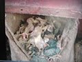 Shredding &amp; Screening System for Food Waste Processing