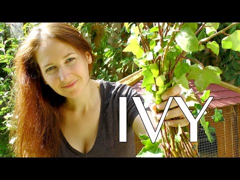 Video: Boston Ivy Propagation - Noj Kev Txiav Los Ntawm Boston Ivy Nroj Tsuag