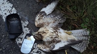Задавил Немецкого Орла 🦅 в Германии Задавил Немецкого Орла 🦅 в Германии