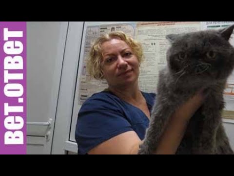 Видео: Почечная недостаточность и избыток мочевины в моче у кошек