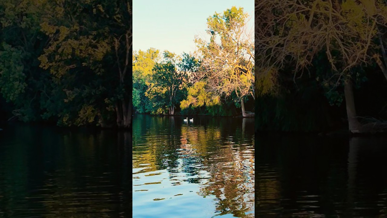 Somewhere in MICHIGAN 📍🍂👥🌊🐢🦆🦢🚁 