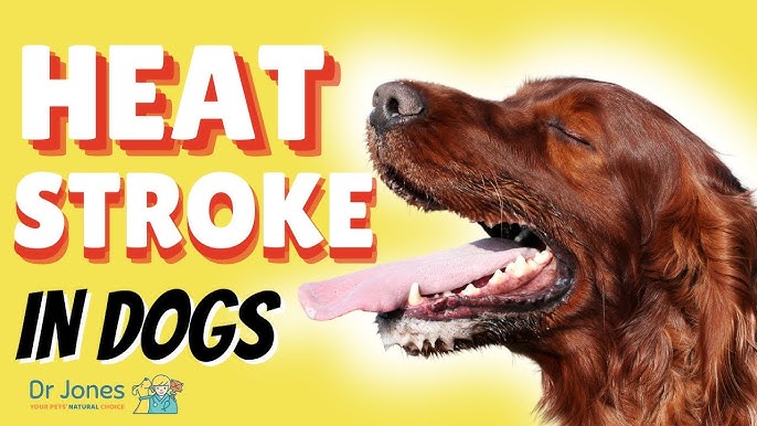 How to Tell if Your Dog Has Heat Stroke: Symptoms, Treatment