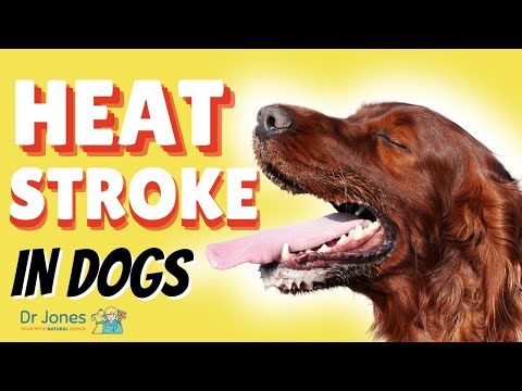वीडियो: कुत्तों में हीट स्ट्रोक और हाइपरथर्मिया