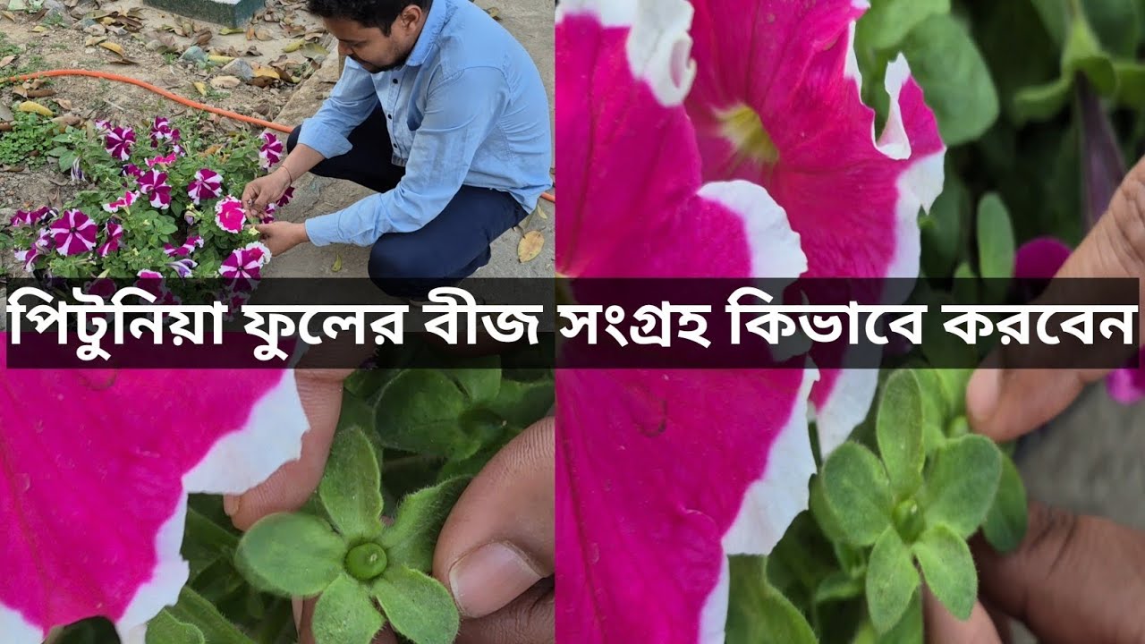 পিটুনিয়া ফুলের বীজ সংগ্রহ কিভাবে করবেন | How to Collect Pitunia Flower Seeds