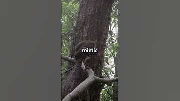 Decoding the Secret Language of Bird Calls