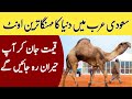 The worlds most expensive camel in saudi arabia   