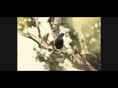 Kauai Kuşu Bildirim & Mesaj Sesi Kısa (Ringtone)