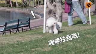 貝靈登爹利 Bedlington Terrier【My Pet寵物閑情】 by MyPet PopArt 1,394 views 11 years ago 1 minute, 12 seconds