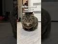согласны Cat веселыекоты прикольныекоты кот смешноевидео котики кошка милота прикол согласны Cat веселыекоты прикольныекоты кот смешноевидео котики кошка милота прикол