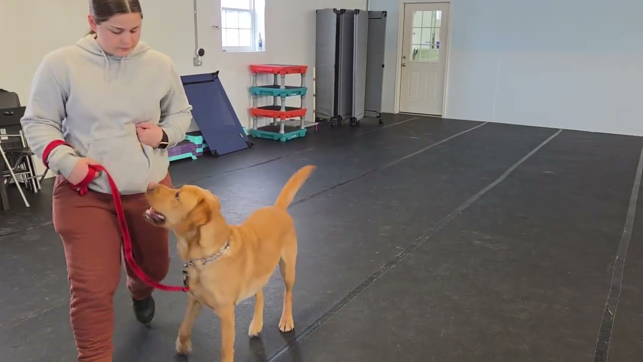 Ray the Yellow Labrador Retriever | Loose Leash Walking Inside the Barn | Week 2 Board & Train