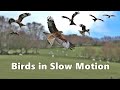 Birds Flying In Slow Motion Spectacular 