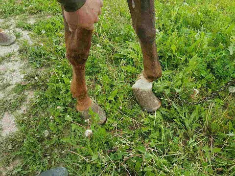 Новая лошадь с проблемами!