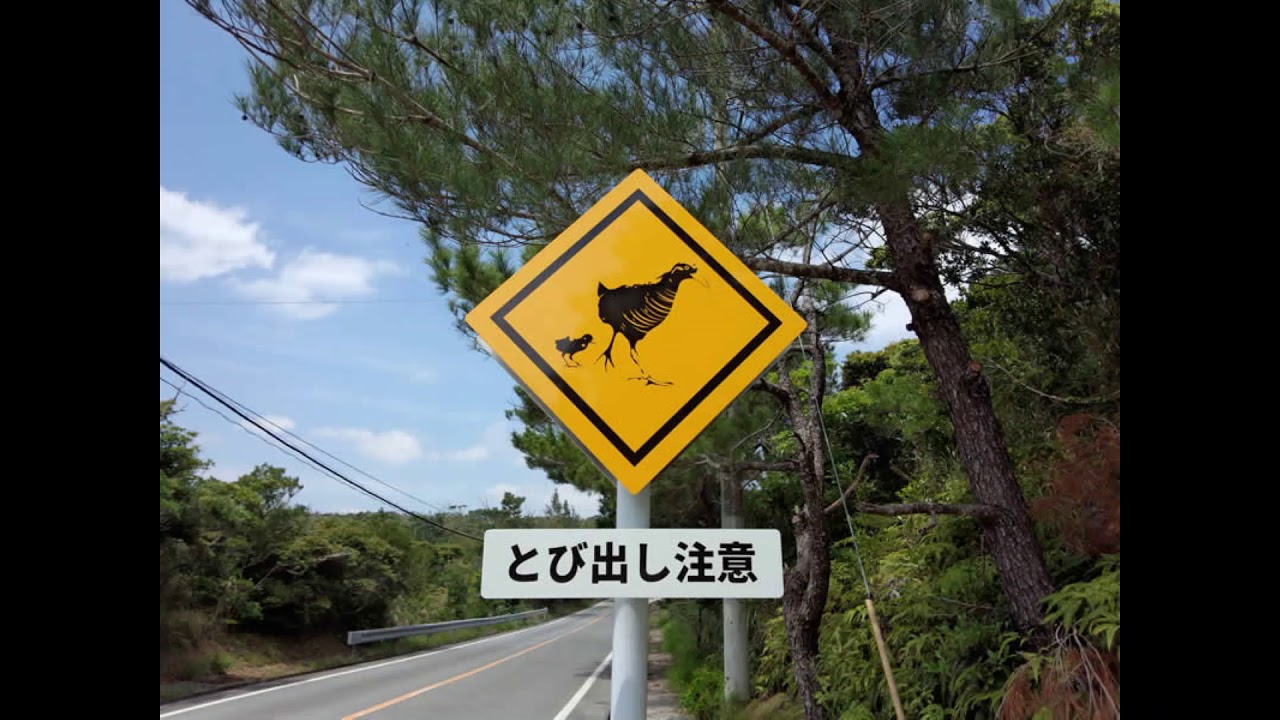 ヤンバルクイナ とび出し注意 沖縄の面白い交通標識 Youtube