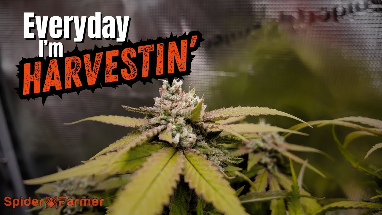 Ещё один урожай зарегистрирован! || Время сбора урожая || Spider Farmer SF2000