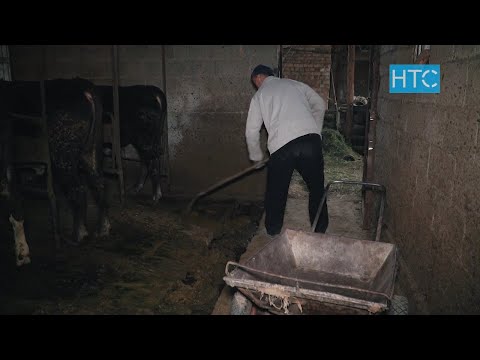 Видео: Где биогазовые установки в Индии?