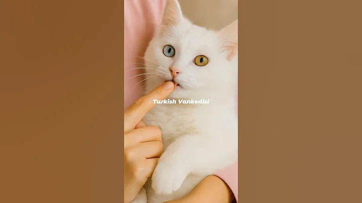 Video 9566941: breed turkish angora, cats catlover, white cat odd eye, pure feline, rare breed, cat steals