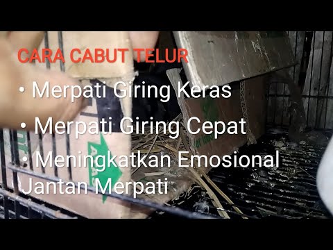 Video: Bagaimana Mengenalinya Jika Burung Anda Tidak Bahagia Atau Stres - Cara Menjaga Burung Peliharaan Bahagia