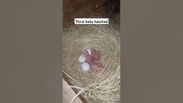 fawan jawa 3rd baby hatched😇😘❤️ #shorts #youtubeshorts