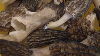 Сморчки! Первые весенние грибы. Как приготовить?