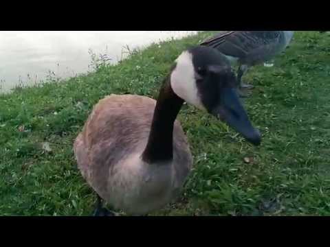Video: Talking Goose En Zijn Vrienden