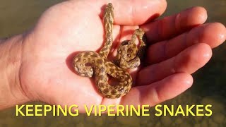 Reptiles & amphibians: outdoor enclosures # 2 Viperine snakes