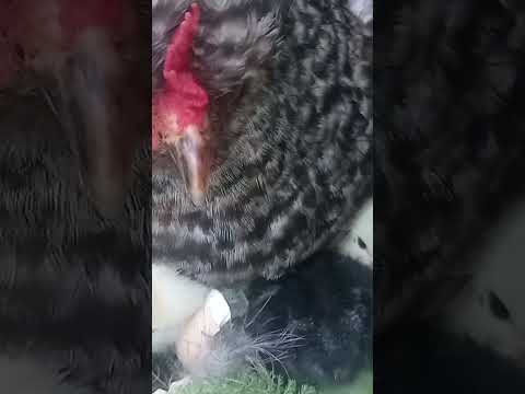 Курица защищает как
