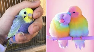 Baby Animals 🔴 Funny Parrots and Cute Birds Compilation (2022) Loros Adorables Recopilación #47