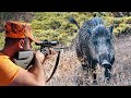 ADRENALİN YÜKLÜ  MÜKEMMEL YABAN DOMUZU AVI / BEST WILD BOAR HUNTING- CHASSE SANGLIER- HOG HUNTS, PIG