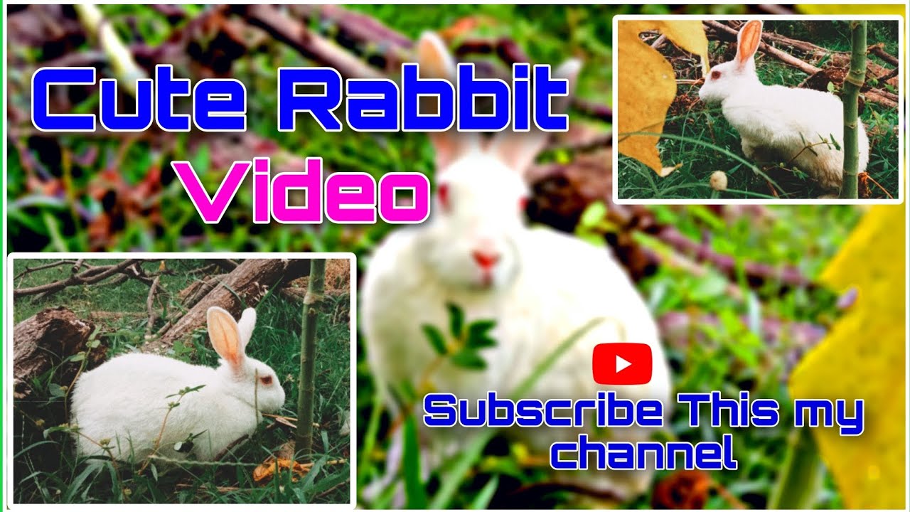 Video Rabbit Conten Cute Rabbit New Video | Watch this Full Video | #rabbit #love #cute # ...