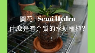 蘭花- 介質半水耕101 | 蘭花種植| Semi Hydroponics