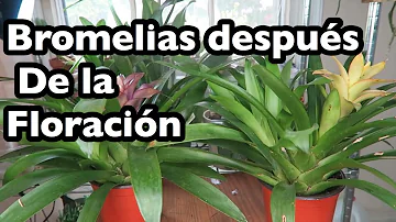 Como fazer a poda da bromélia?