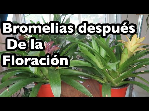 Video: ¿Qué le pasa a mi bromelia? Solución de problemas comunes de bromelia