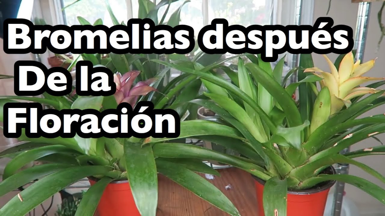 Bromelias después de Floración que hacer? Separar hijos? - thptnganamst.edu.vn