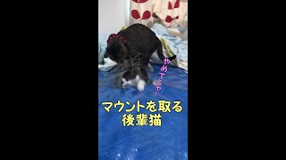後輩猫にいじられて困っている先輩猫 後輩猫にいじられて困っている先輩猫