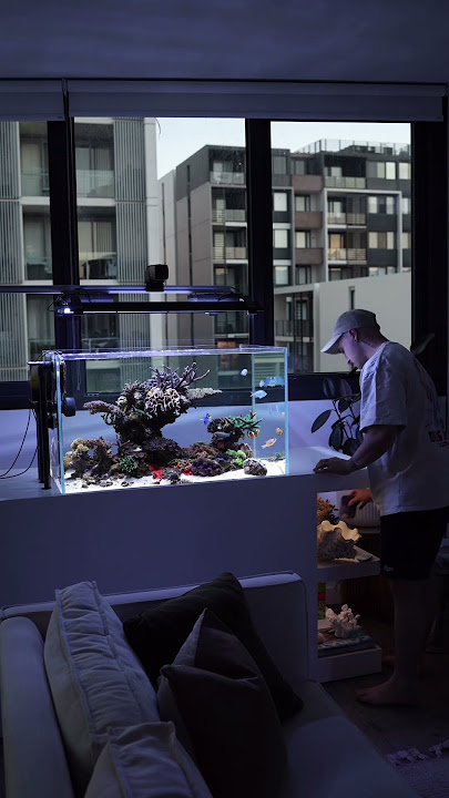 My Reef Aquarium is the best distraction! #saltwateraquarium #fish #coralreef #fishtank