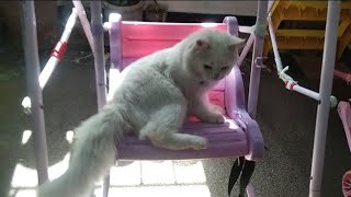 Funny Cat Videos | Funniest Cats | Funny Videos | Kids | Cats | Pets