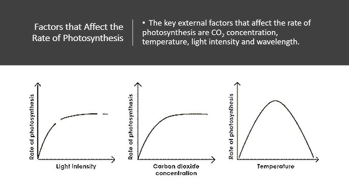 how does carbon dioxide concentration affect the rate of photosynthesis